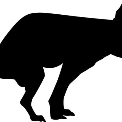 The Poopin' Chihuahua Thumbnail